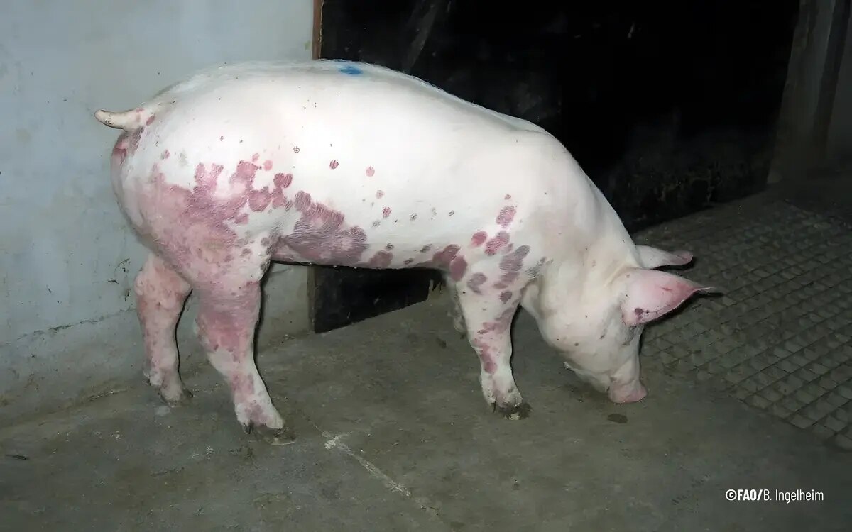 Afrikanische schweinepest verseuchtes schweinefleisch in 3 illegalen fabriken aufgedeckt