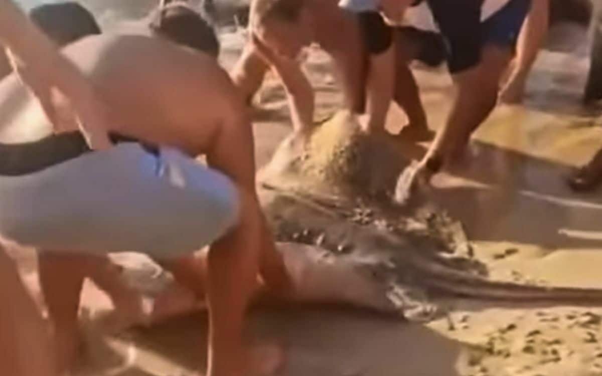 Auslaendische strandbesucher und thailaendischer rettungsschwimmer rettung eines gefangenen rochens