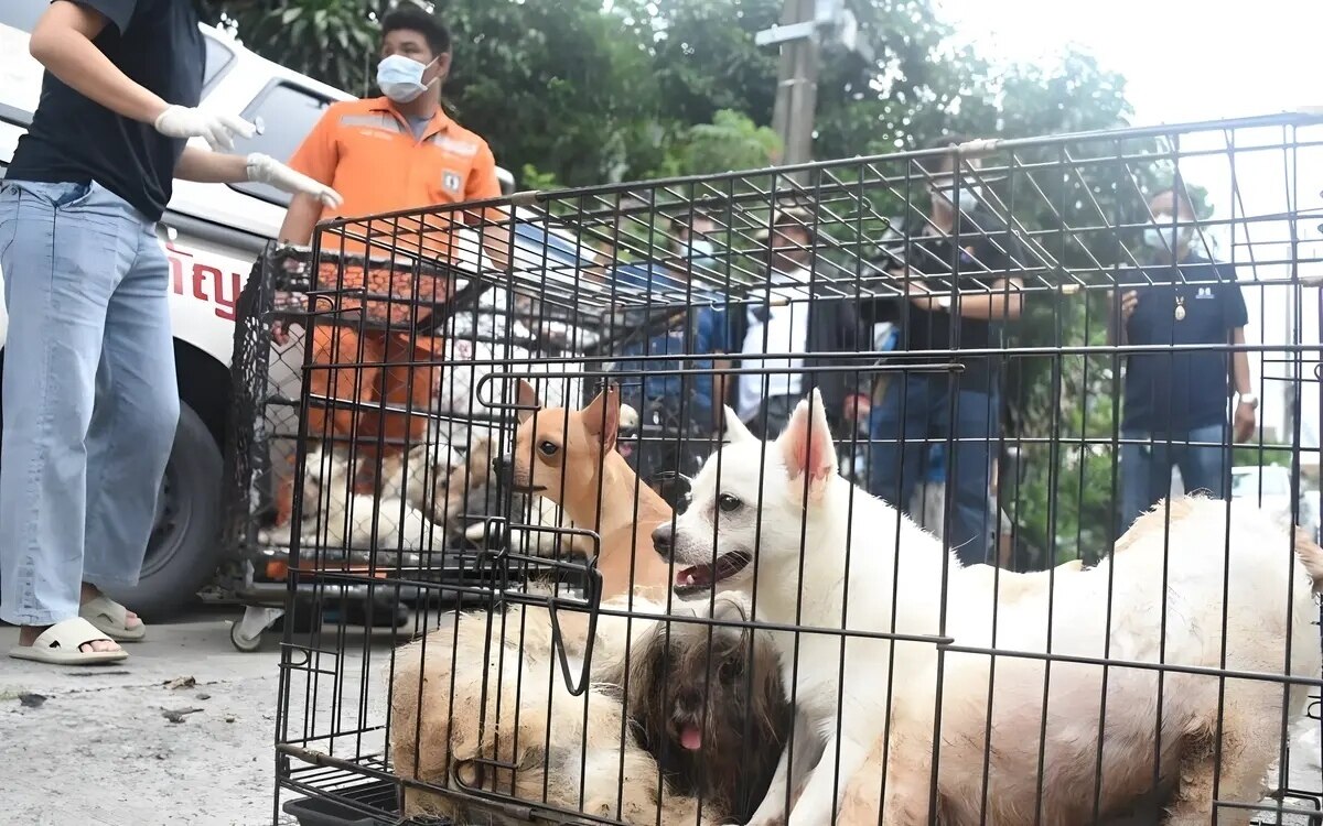 Blutiger fund in bangkok hunde attackieren 62 jaehrigen in seinem haus