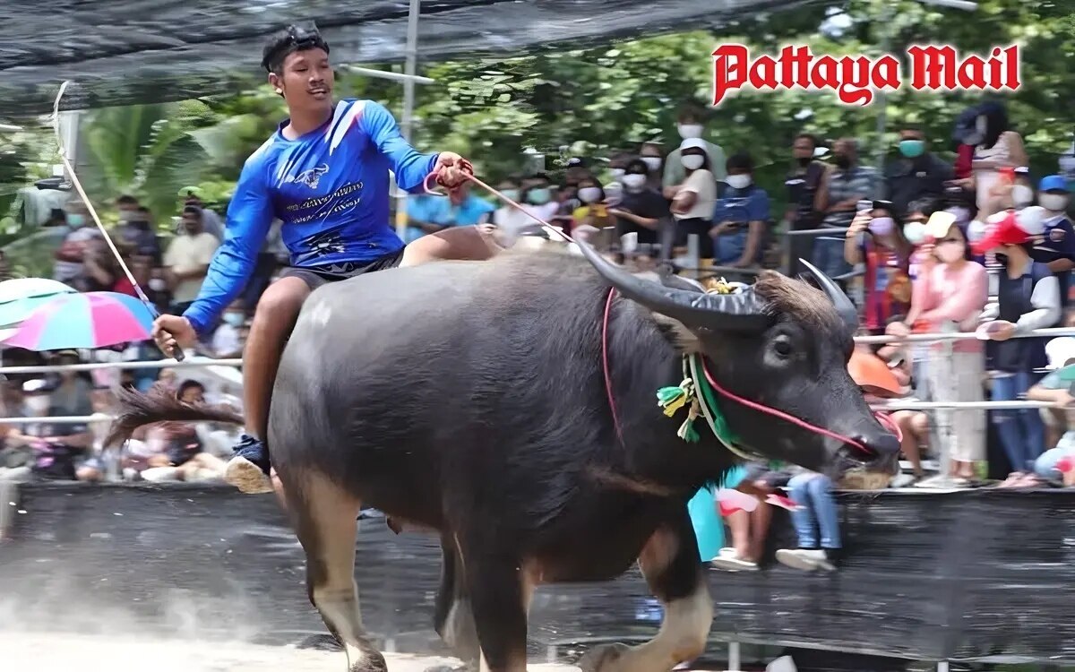 Bueffelrennen festival in chonburi vom 20 bis 28 oktober