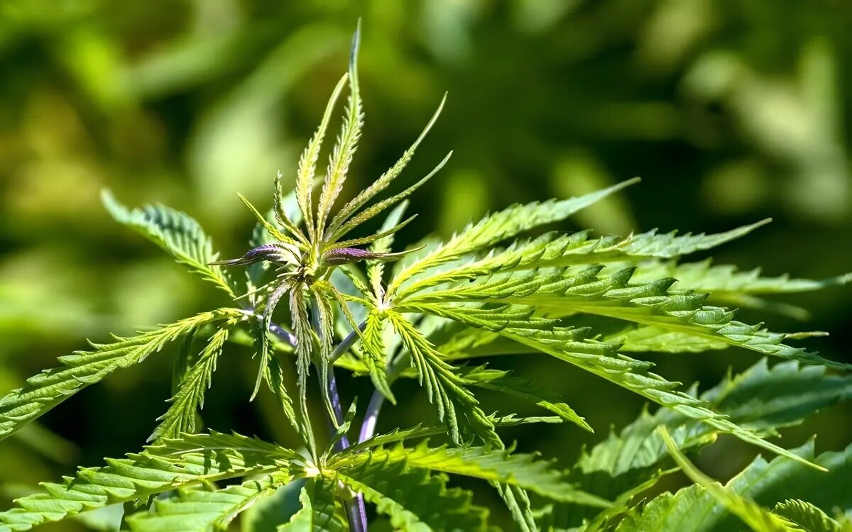 Cannabis anhaenger kuendigen grossdemonstration fuer juli an