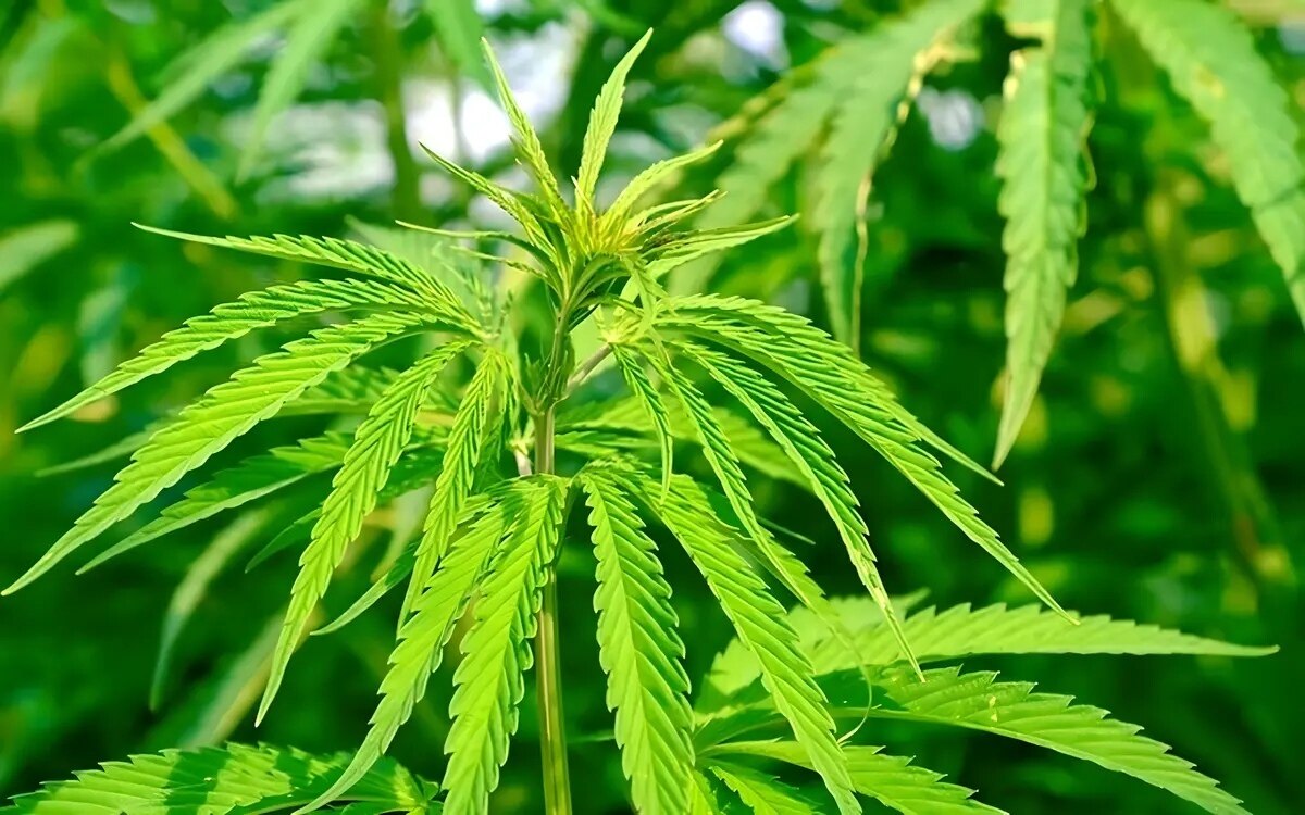 Cannabis entkriminalisierung fuehrt nicht zu anstieg psychiatrischer patienten