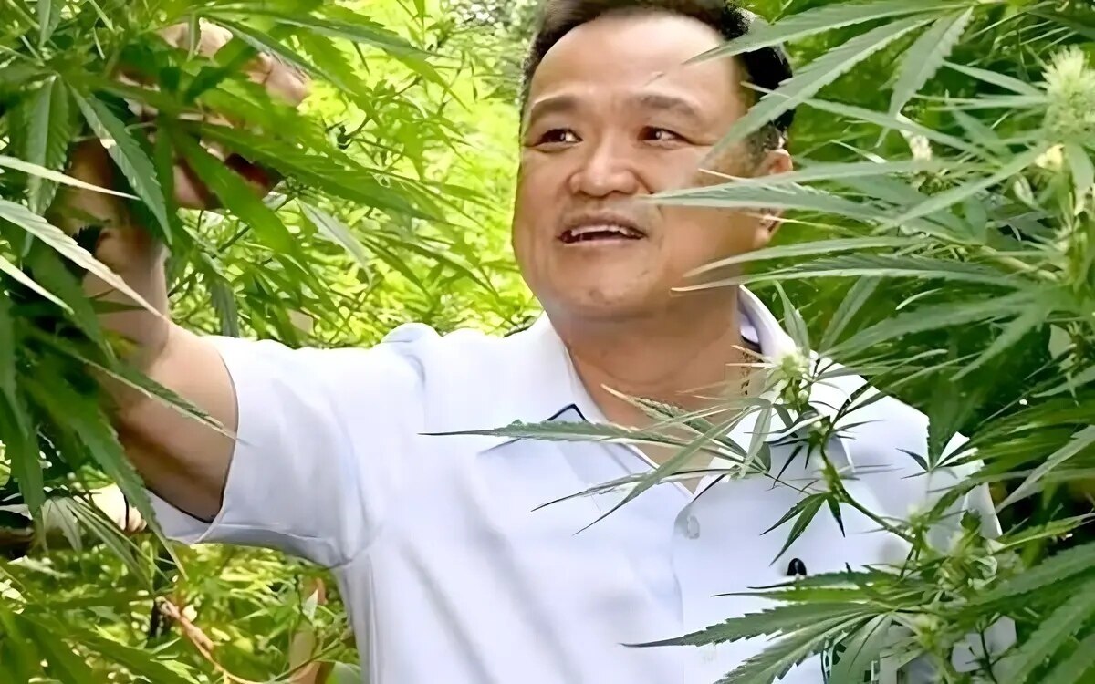 Cannabis kontroverse ist thailand bereit marihuana erneut zu kriminalisieren