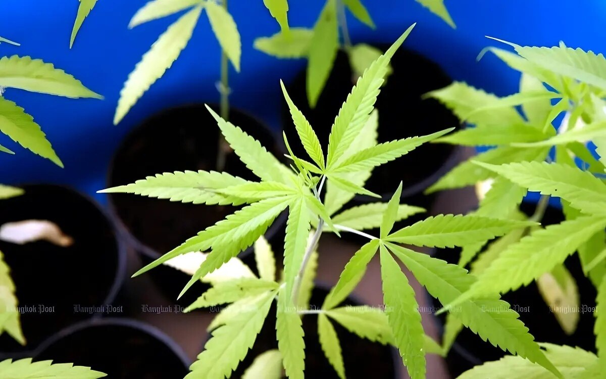 Cannabisregulierung wieder auf der tagesordnung da die verkaufszahlen steigen