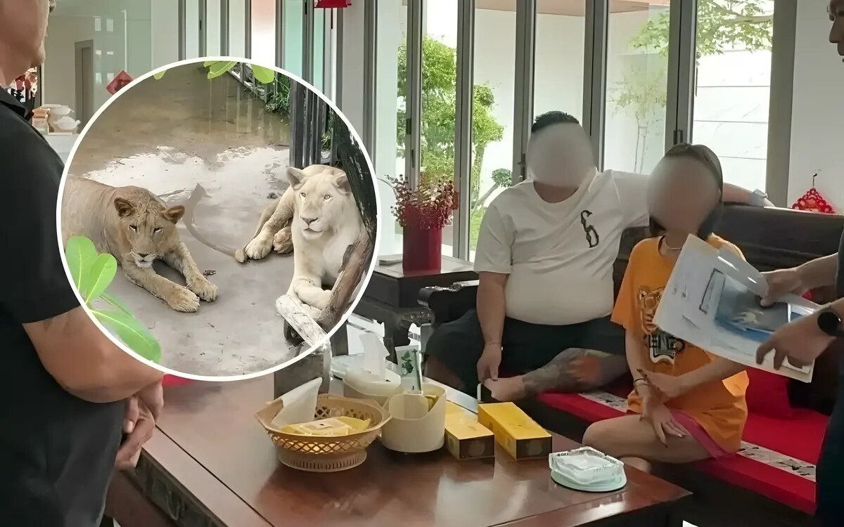 Chinesisches paar haelt illegal zwei loewen im haus anklage