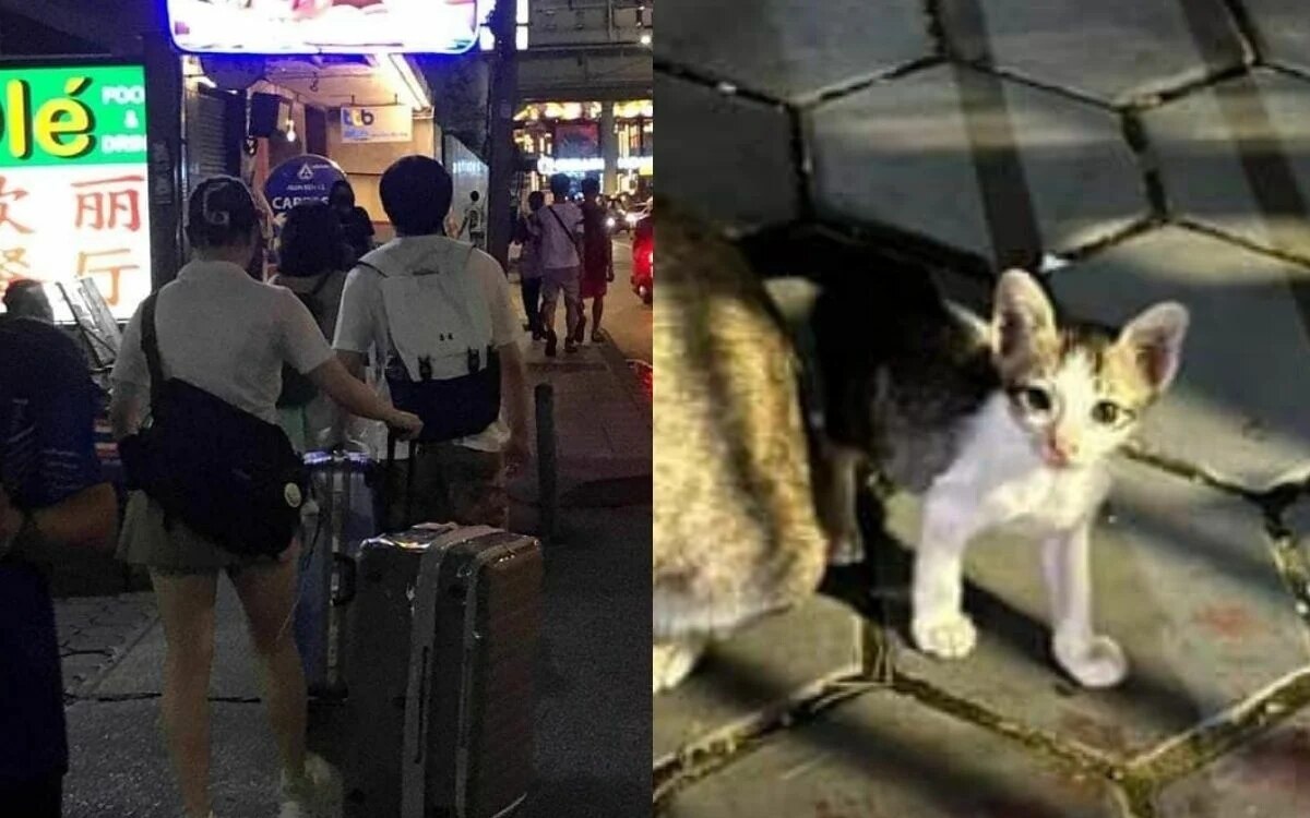 Schockierende Tat: Kätzchen in Bangkok von Touristen getötet