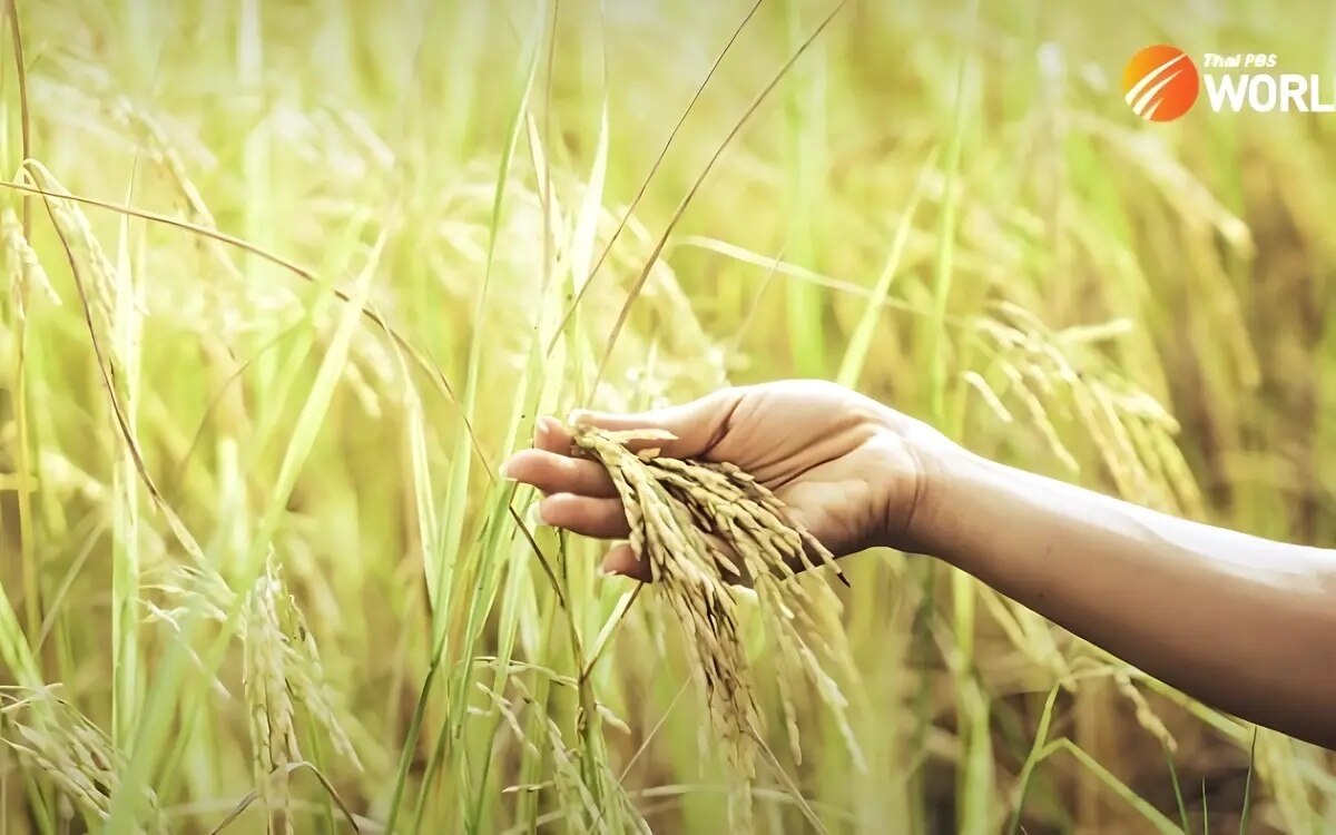 Den landwirten erneut geraten nach der ernte im oktober keinen weiteren reisanbauzyklus