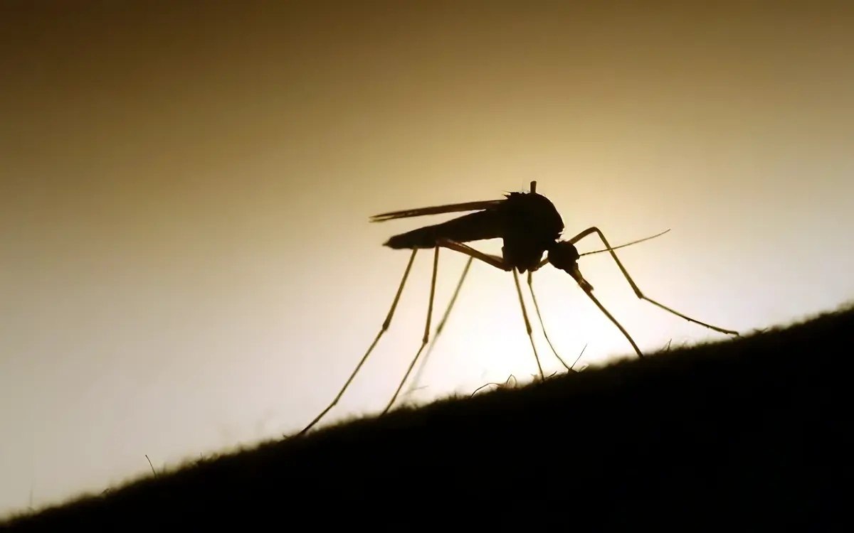 Dengue fieber faelle steigen auf 5 000 6 000 pro woche