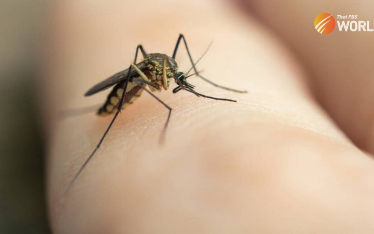 Dengue-Fieber-Infektionen steigen in diesem Jahr um rund 300 %