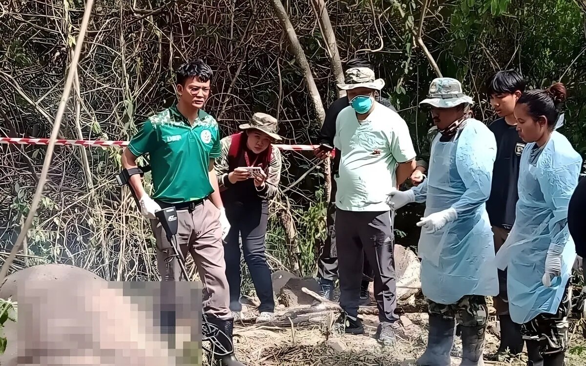 Der in pranburi tot aufgefundene elefant wurde erschossen