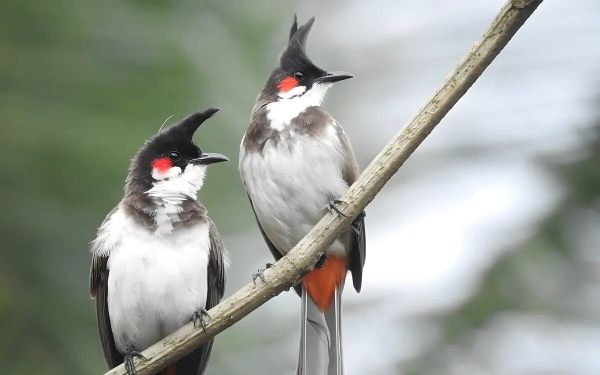 Dnp will seltenen vogel durch erleichterung der zuechterregistrierung schuetzen