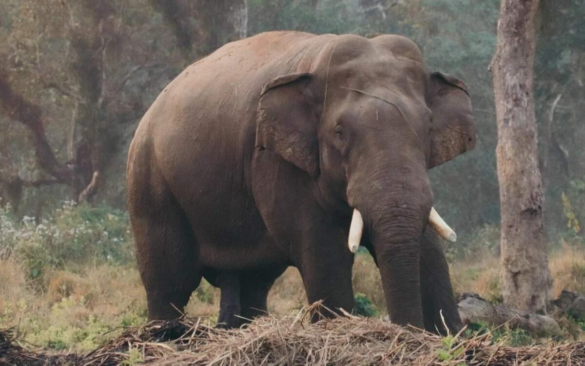 Drama im Nationalpark: Elefant trampelt Mann bei Pilzsuche zu Tode