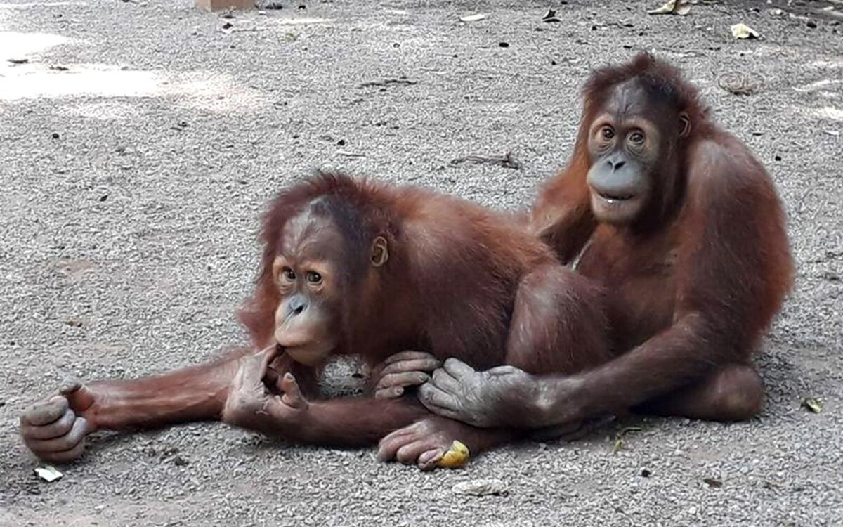 Drei orang utans auf dem weg zurueck nach indonesien