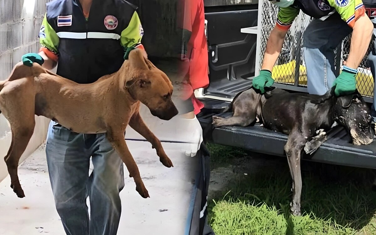 Dringender einsatz in bang saray entlaufene gefaehrliche hunde sorgen fuer panik unter anwohnern