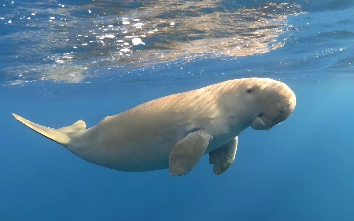 Dugong rettung in gefahr thailands meeressaeuger stehen vor der ausloeschung