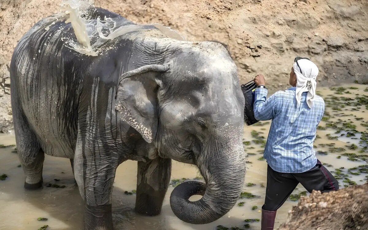 Ein geretteter reitelefant aus pattaya erlebt in seinem neuen zuhause zum ersten mal die freiheit