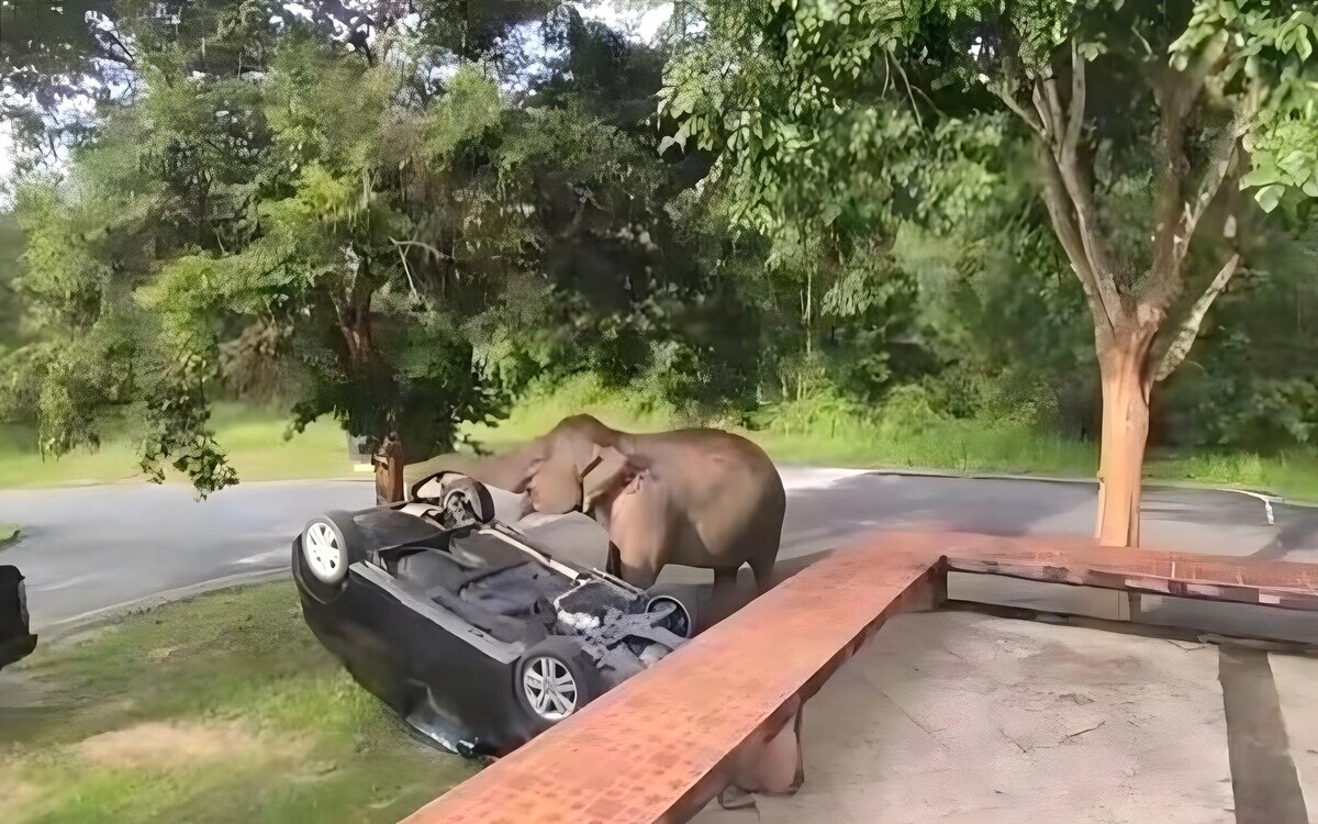 Elefant im khao yai nationalpark stoesst touristenauto um und gibt anlass zur sorge touristen