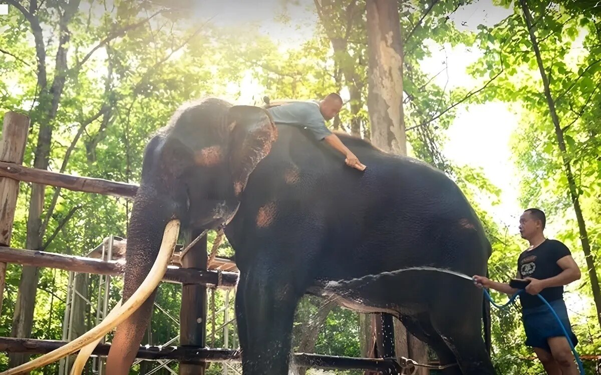 Elefant sak surin schliesst nach seiner rueckkehr aus sri lanka nach thailand die quarantaene ab