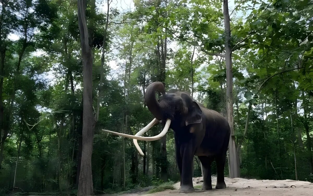 Elefant sak surin verlaesst am kommenden wochenende die quarantaene