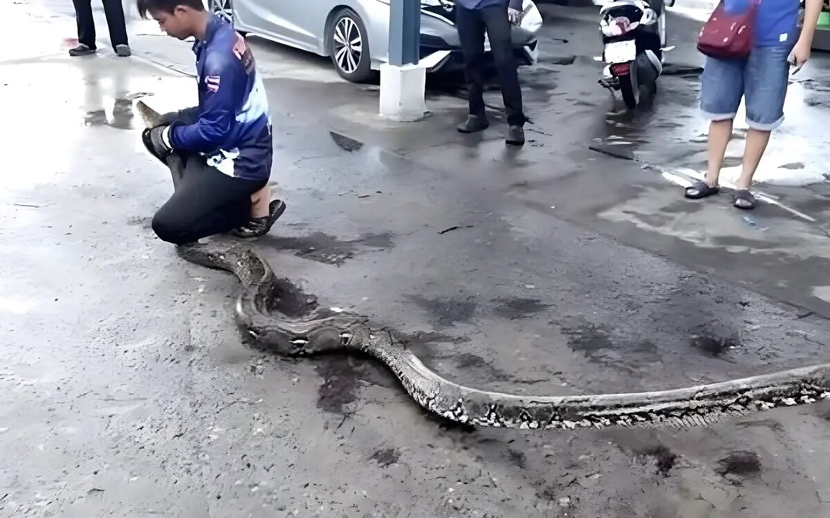 Erschuetterung schlangenbiss 4 meter lange python in firmentoilette gefunden