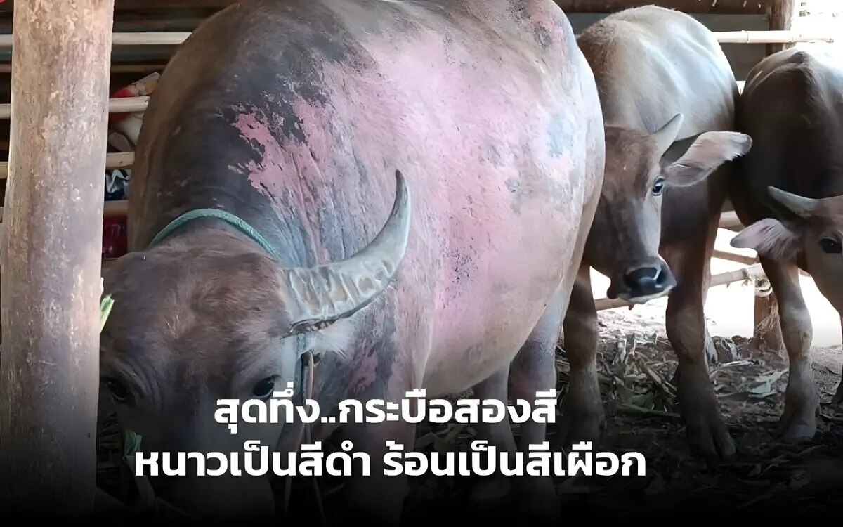 Erstaunlicher bicolor bueffel in nakhon ratchasima wechselnde farben mit den jahreszeiten