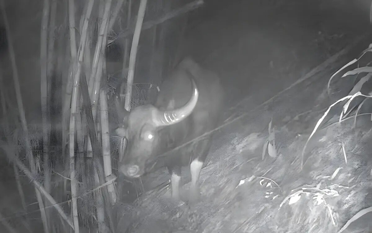 Erster gaur seit 37 jahren im mae hong son schutzgebiet gesehen