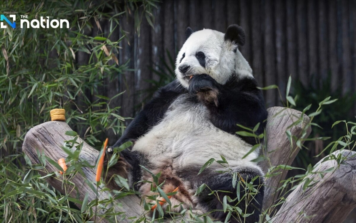 Faszination pandas neue botschafter des guten willens im chiang mai zoo