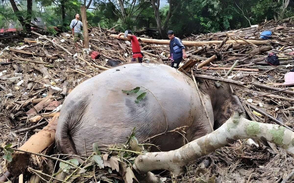 Flutkatastrophe in Chiang Mai: Elefantenrettung im Gange nach verheerenden Überschwemmungen