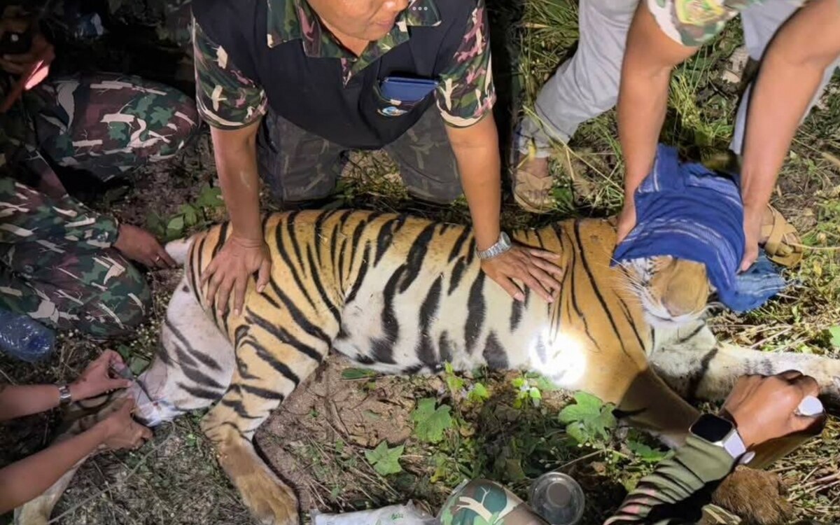 Glueckliches ende verletzter tiger von veterinaeren und parkbeamten nach dreitaegigem einsatz von