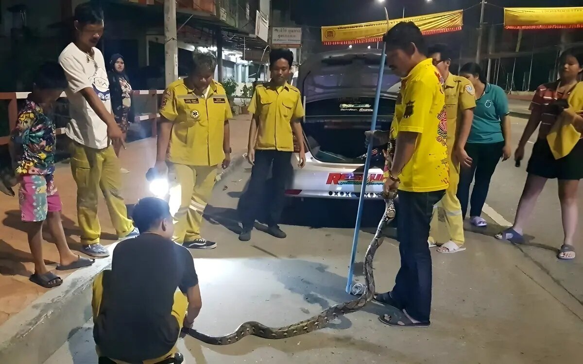 Grosse python loest aufregung aus kurioser vorfall in chon buri