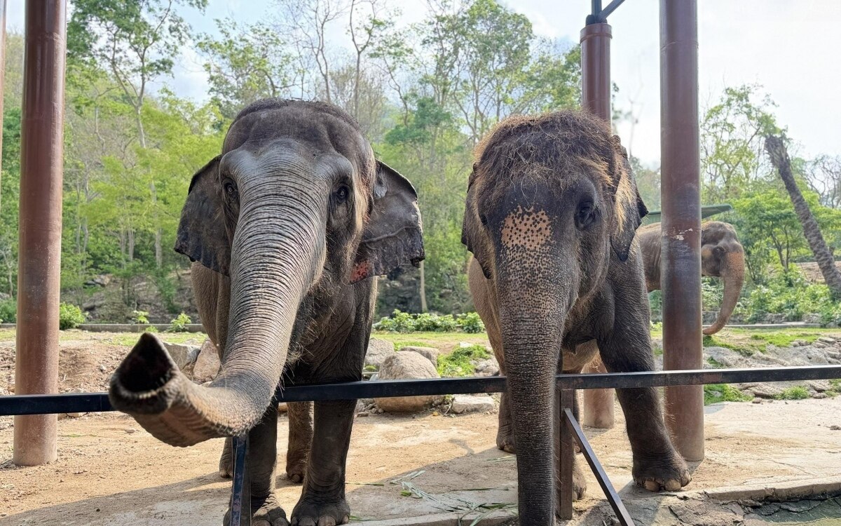 Großes Festmahl zum Thai Elephant Day im Khao Kheow Open Zoo zieht Besucher an