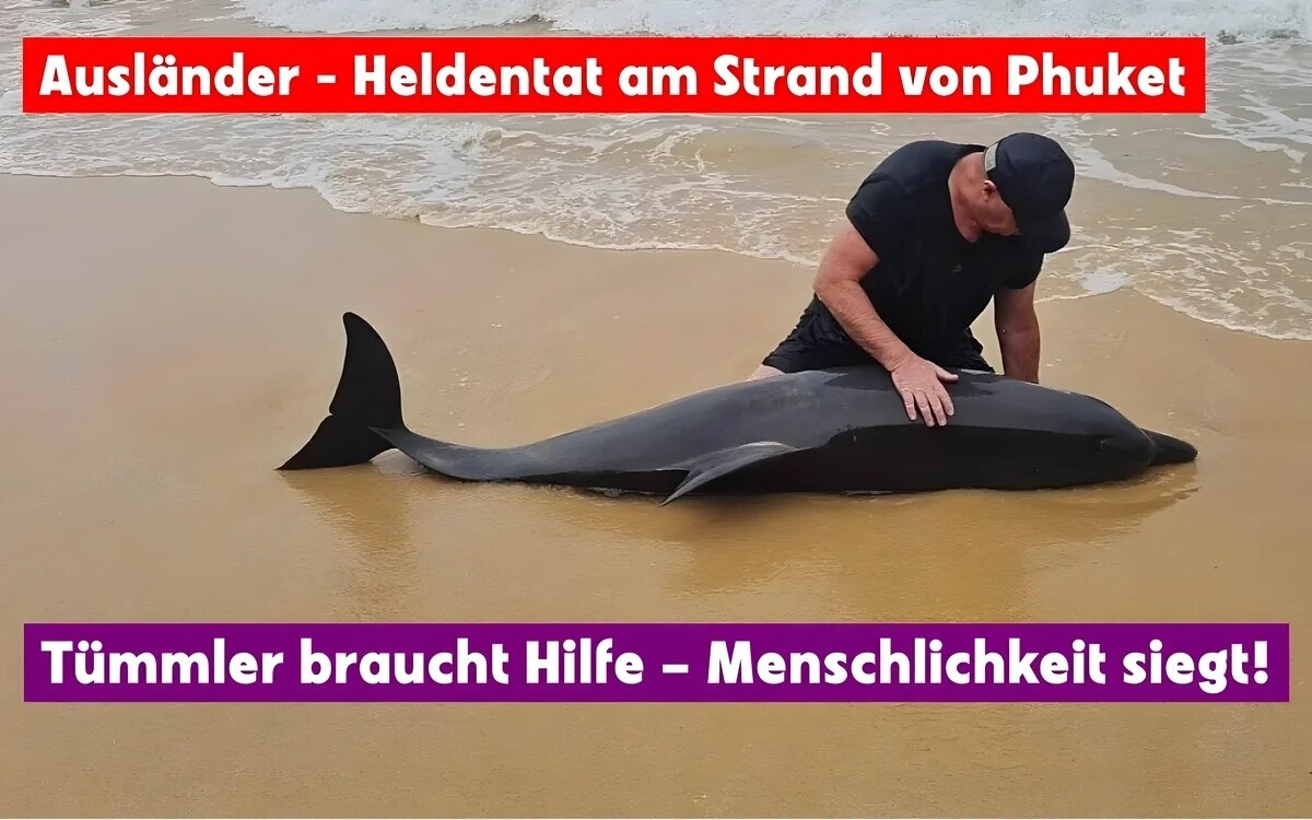 Held am phuket strand auslaender kaempft um das ueberleben eines delfins