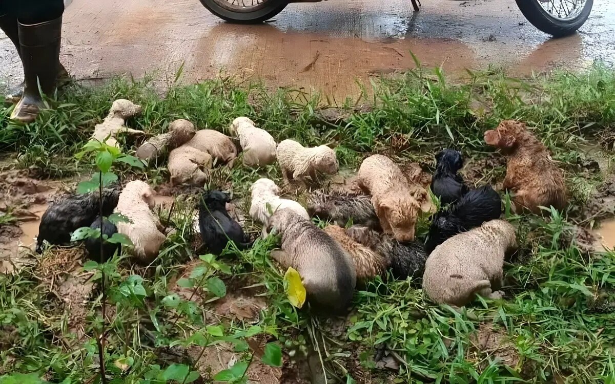 Herzensgute thailaenderin rettet 19 dem tode nahe ausgesetzte welpen im isaan wald fotos