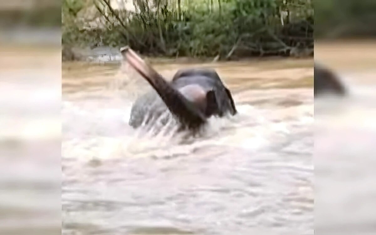 Herzzerreissende szenen elefantenbaby erlebt tragoedie in den ueberschwemmungen thailands video