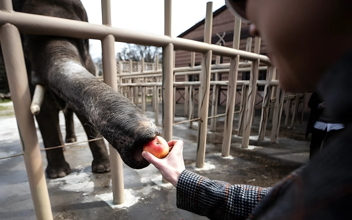 Hilferuf aus den Elefantenheimen: Über 300 Tiere hungern nach verheerenden Überschwemmungen!