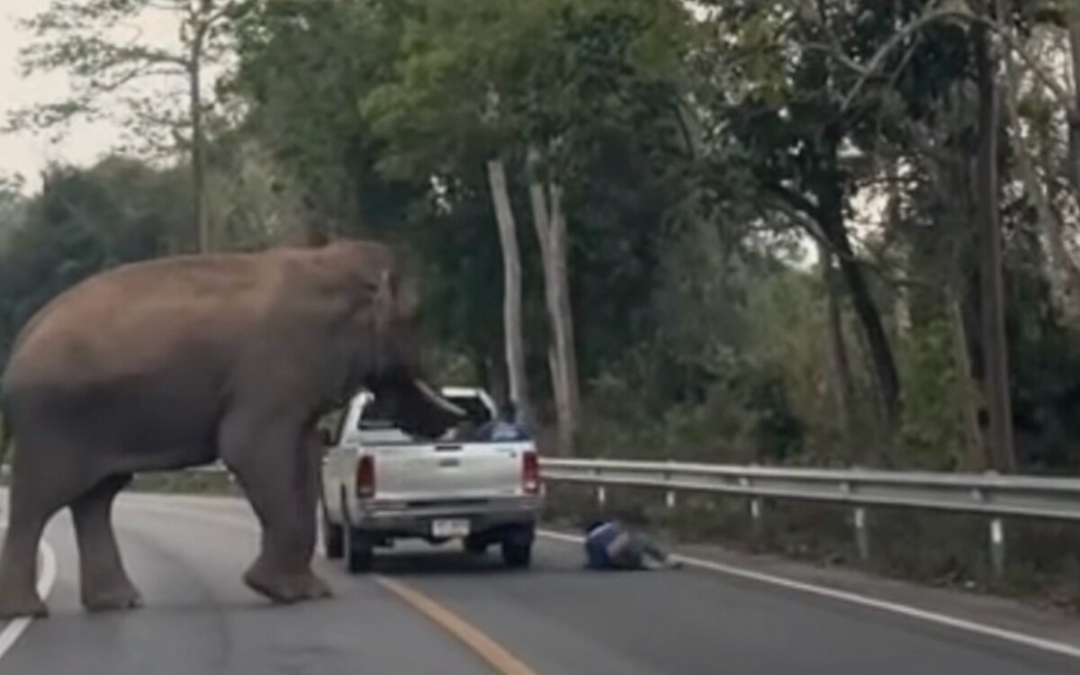 Hua hin elefant schleudert passagier aus pickup truck video geht viral