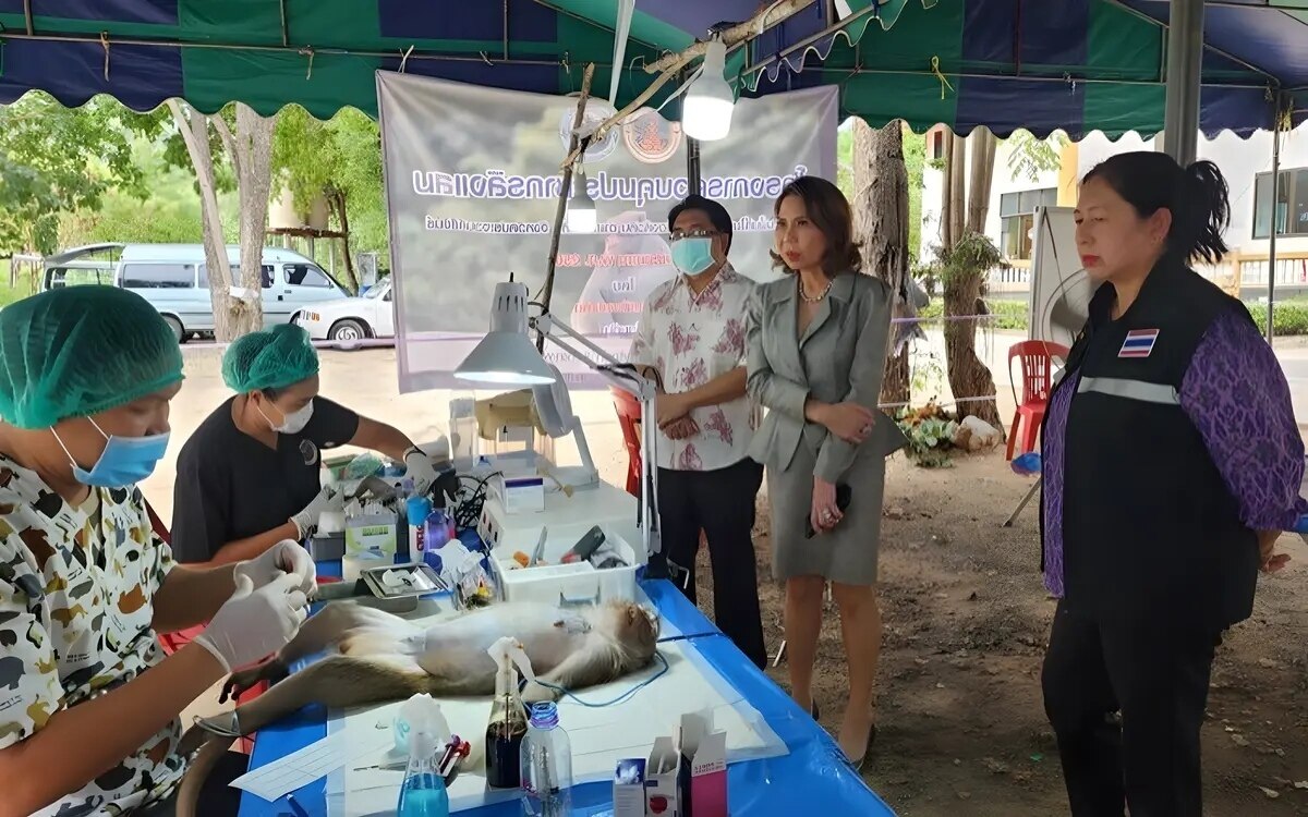 Hua Hin lässt 300 Affen sterilisieren