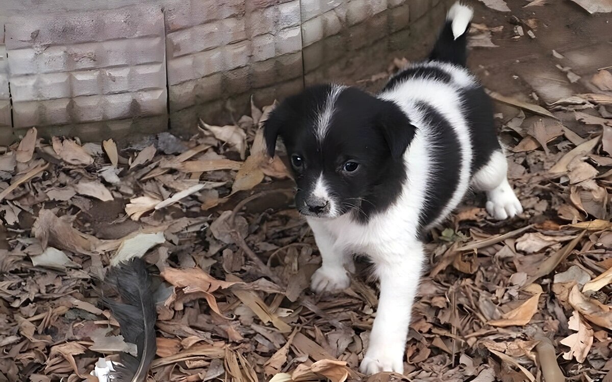 Hund aus ueberflutetem damm in udon thani gerettet erstaunliche rettungsmission im fokus