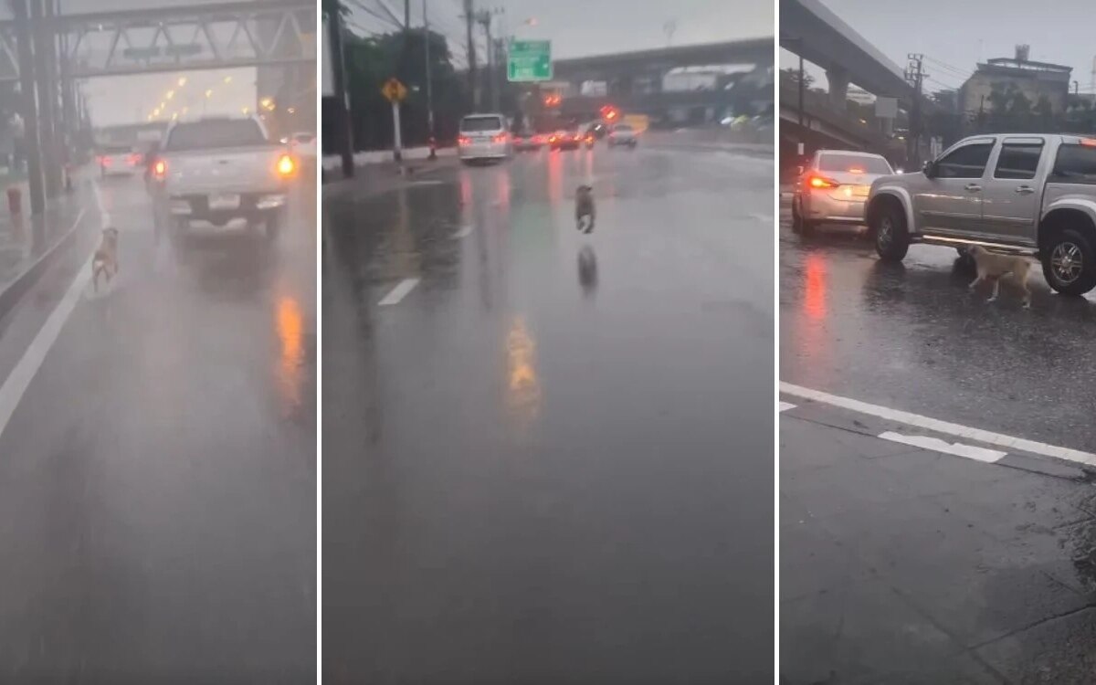 Hund jagt besitzer im regen beruehrende szene nach aussetzung video