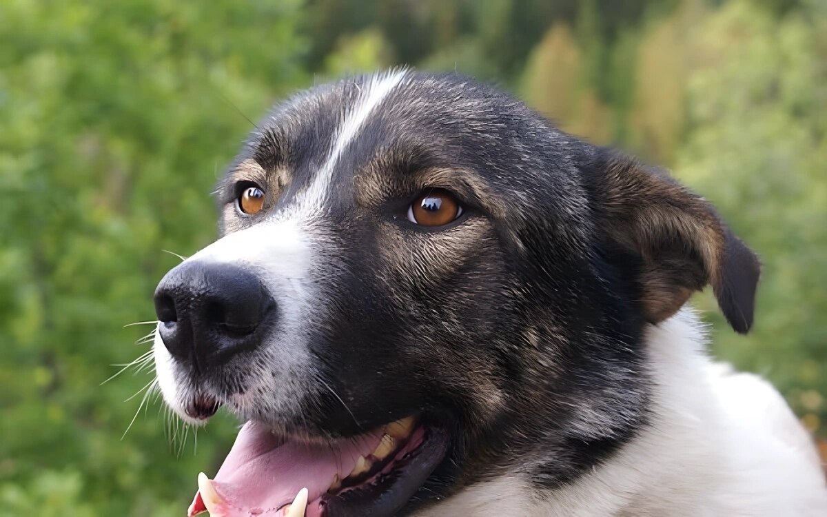 Hund Simba wurde im Wald ausgesetzt und sucht ein neues Zuhause