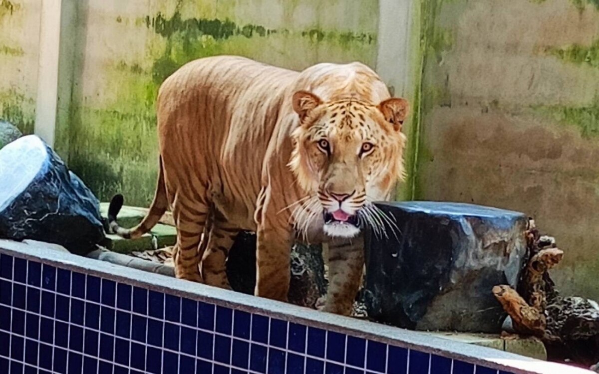 Illegale tierhaltung behoerden beschlagnahmen exotische tiere und elfenbein in luxusvilla