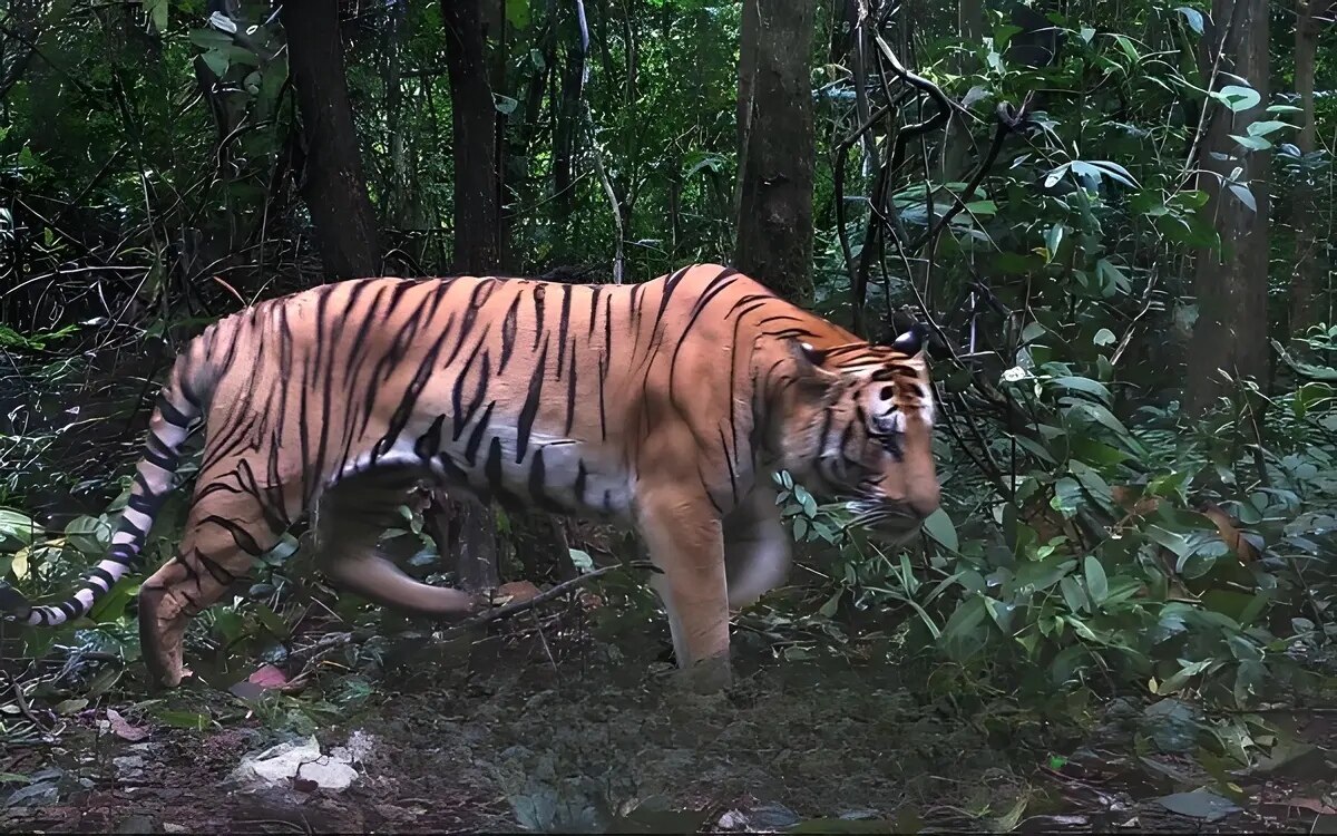 Isan: Riesiger Tiger im Wald entdeckt: Kühe angegriffen - Angst unter den Dorfbewohnern