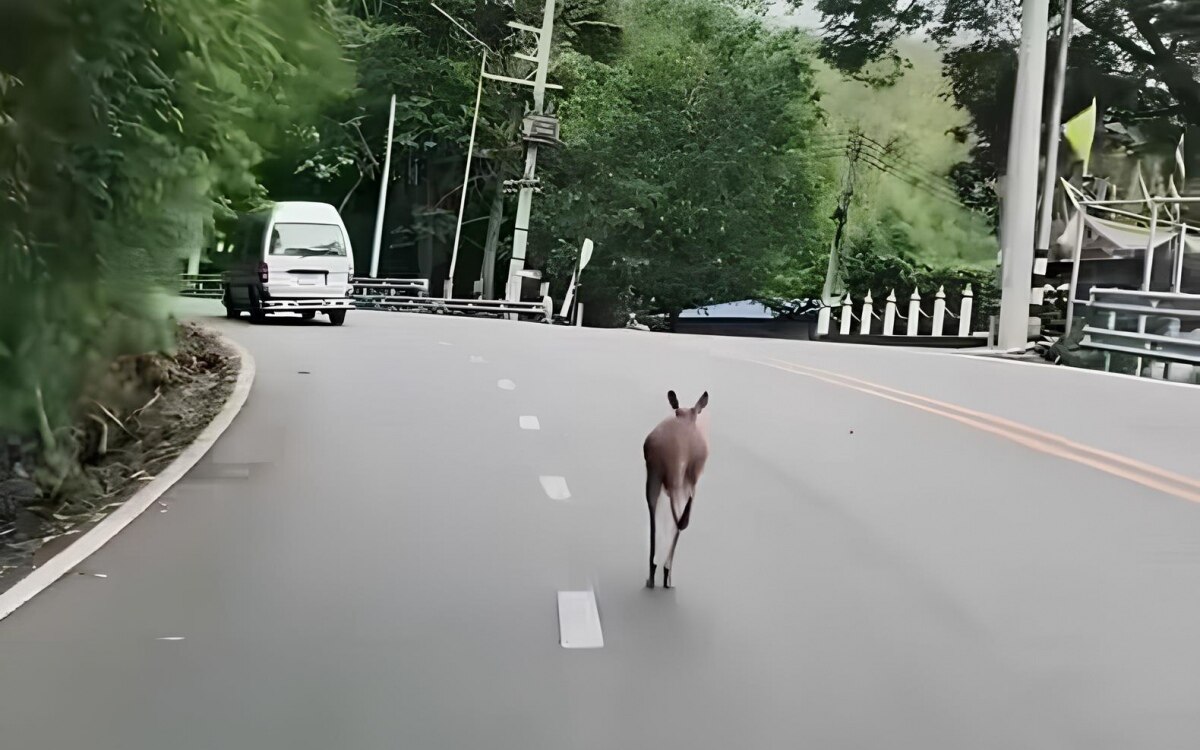 Känguru flieht aus dem Zoo