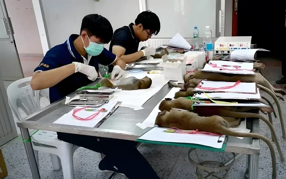 Kampf um lopburi affen sterilisation waehrend die thailaender um die rueckeroberung der stadt