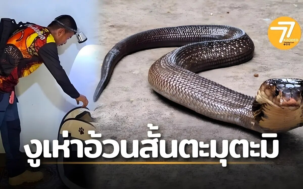 Kanchanaburi in aufruhr giftige kobra in kinderbett entdeckt schnelle rettungsaktion durch behoerden