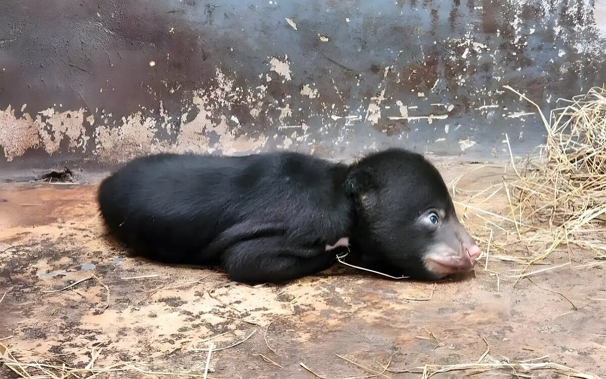 Korat zoo begruesst neues mitglied sonnenbaer