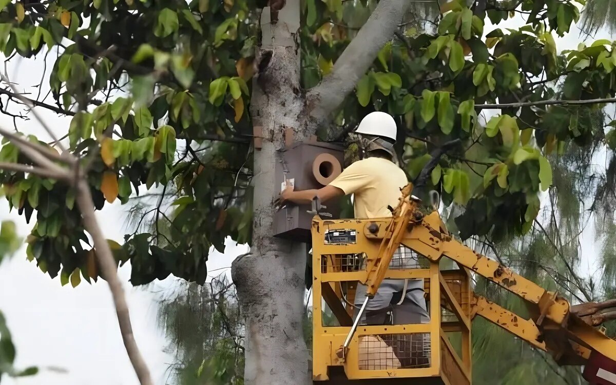 Kuenstliche nester fuer sittiche in nonthaburi tempel installiert