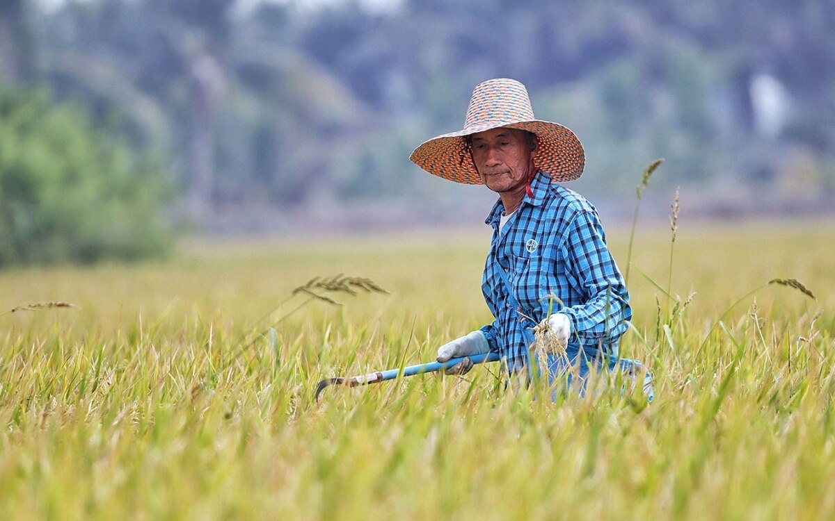 Landwirtschaftsministerium will einkommen in der landwirtschaft verdreifachen