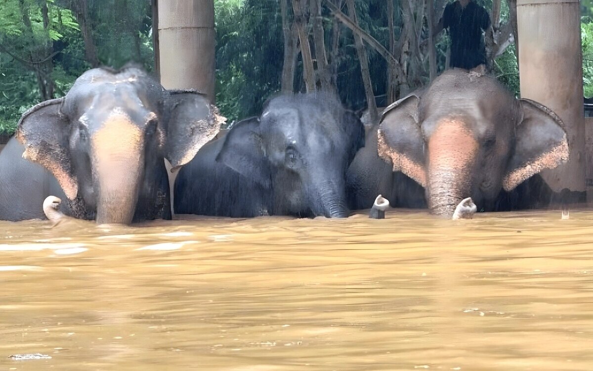 Lebensrettende mission elefanten und andere tiere vor dem ertrinkenden in sicherheit video