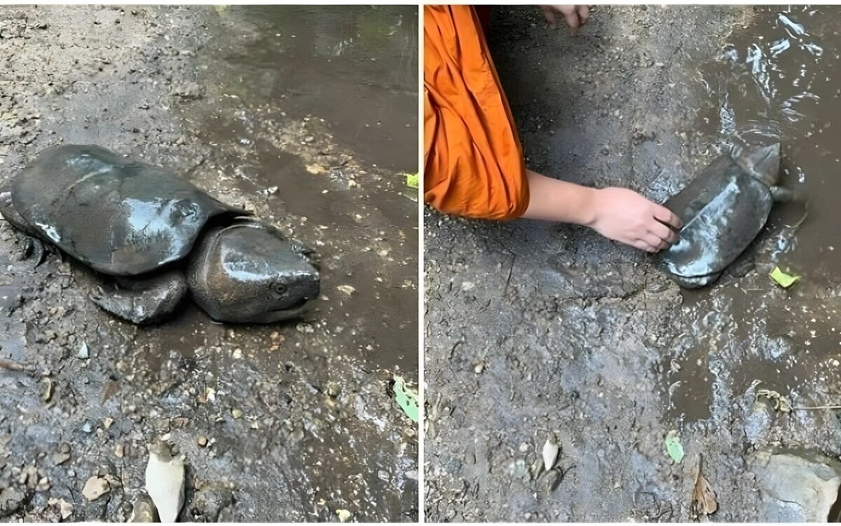 Lebensrettender einsatz wie mutige touristen kamkaew die verletzte schildkroete aus der krise holten